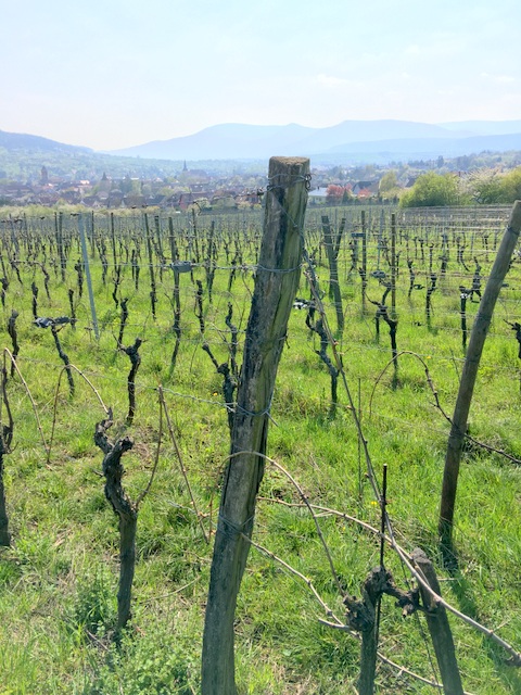 Dreyer-vineyard-overlooking-Rosheim