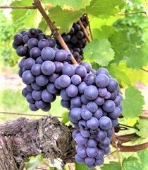 Pineau d'Aunis grapes
