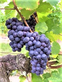 Pineau d'Aunis grapes
